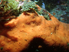 Dragmacidon mexicanum