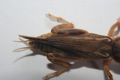 Neoscapteriscus vicinus image