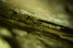 Desmognathus imitator