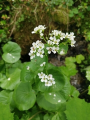 Cardamine asarifolia
