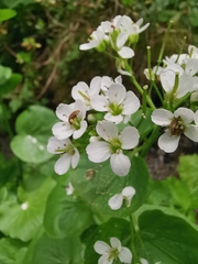 Cardamine asarifolia