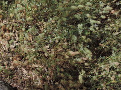 Trifolium incarnatum molinerii