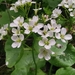 Cardamine asarifolia - Photo (c) alessandro longhi, alguns direitos reservados (CC BY-NC-ND), uploaded by alessandro longhi