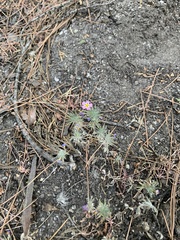 Leptosiphon ciliatus