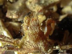 Inachus phalangium