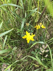 Lotus corniculatus