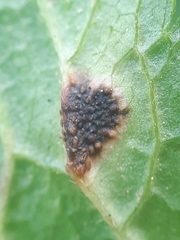 Puccinia morthieri