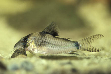 Corydoras du nord (Corydoras septentrionalis)