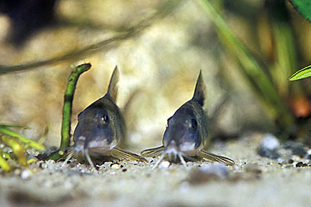 Corydoras du nord (Corydoras septentrionalis)