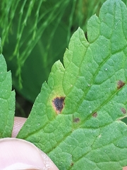 Puccinia morthieri