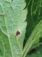 Puccinia morthieri