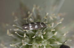 Scythris scopolella