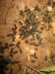 Dendrolasius