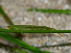 Pentidotea montereyensis