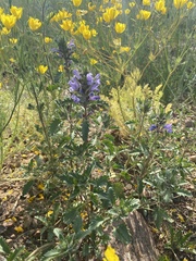 Dracocephalum olchonense