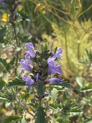 Dracocephalum olchonense