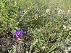 Astragalus laguroides