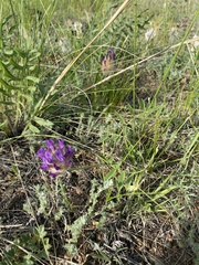 Astragalus laguroides