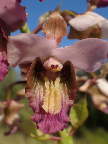 Purple Vlei Harlequin