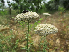 Achillea pannonica