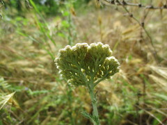 Achillea pannonica