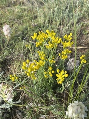 Haplophyllum dauricum