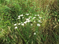 Achillea pannonica