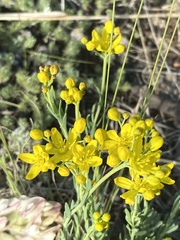 Haplophyllum dauricum