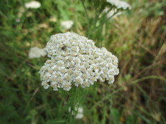 Achillea pannonica