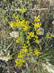 Haplophyllum dauricum