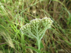 Achillea pannonica