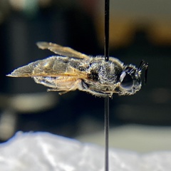Stratiomyomorpha