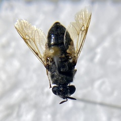 Stratiomyomorpha