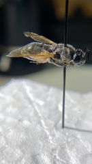 Stratiomyomorpha