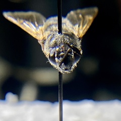 Stratiomyomorpha