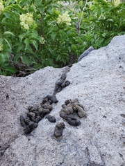 Marmota flaviventris