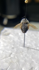Stratiomyomorpha