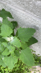 Chenopodium album