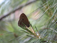 Palaeonympha opalina