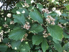 Crataegus calpodendron