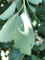 Crataegus calpodendron
