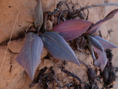 Rumex hymenosepalus
