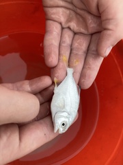 Trachinotus