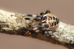 Araneus venatrix
