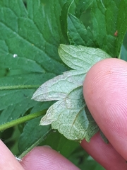 Agromyza nigrescens
