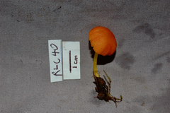 Pluteus aureovenatus