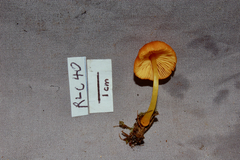 Pluteus aureovenatus