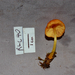 Pluteus aureovenatus - Photo (c) Bitty A. Roy, some rights reserved (CC BY-NC), uploaded by Bitty A. Roy