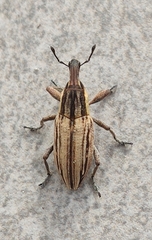 Mecaspis striatella