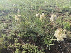 Oxytropis oxyphylla